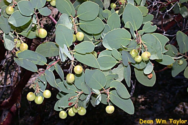 Arctostaphylos mewukka 6