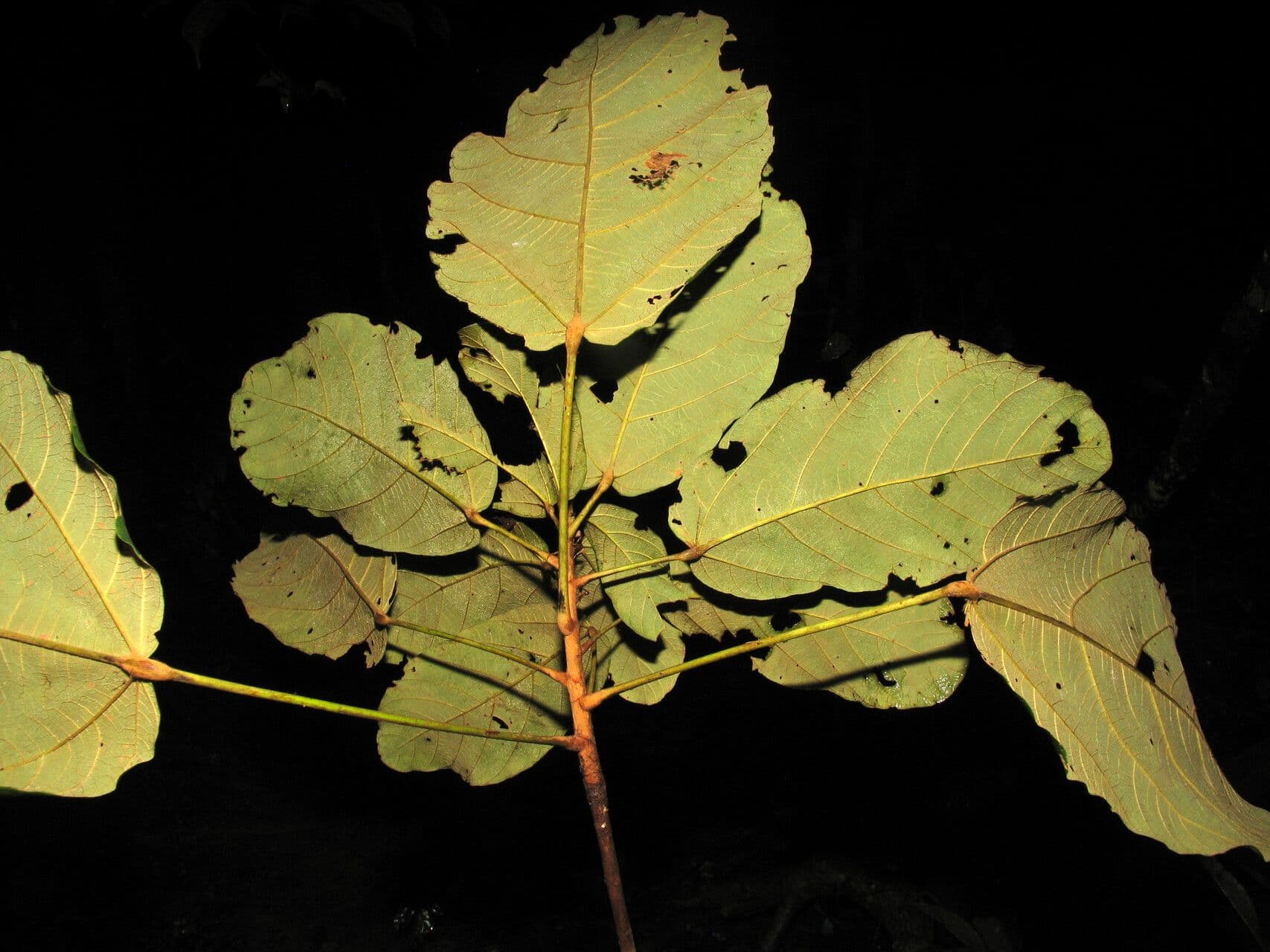 Sterculia