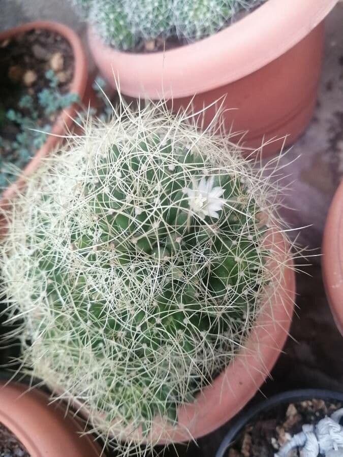 Cactus