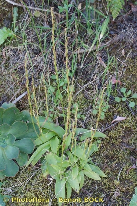 Habenaria 18