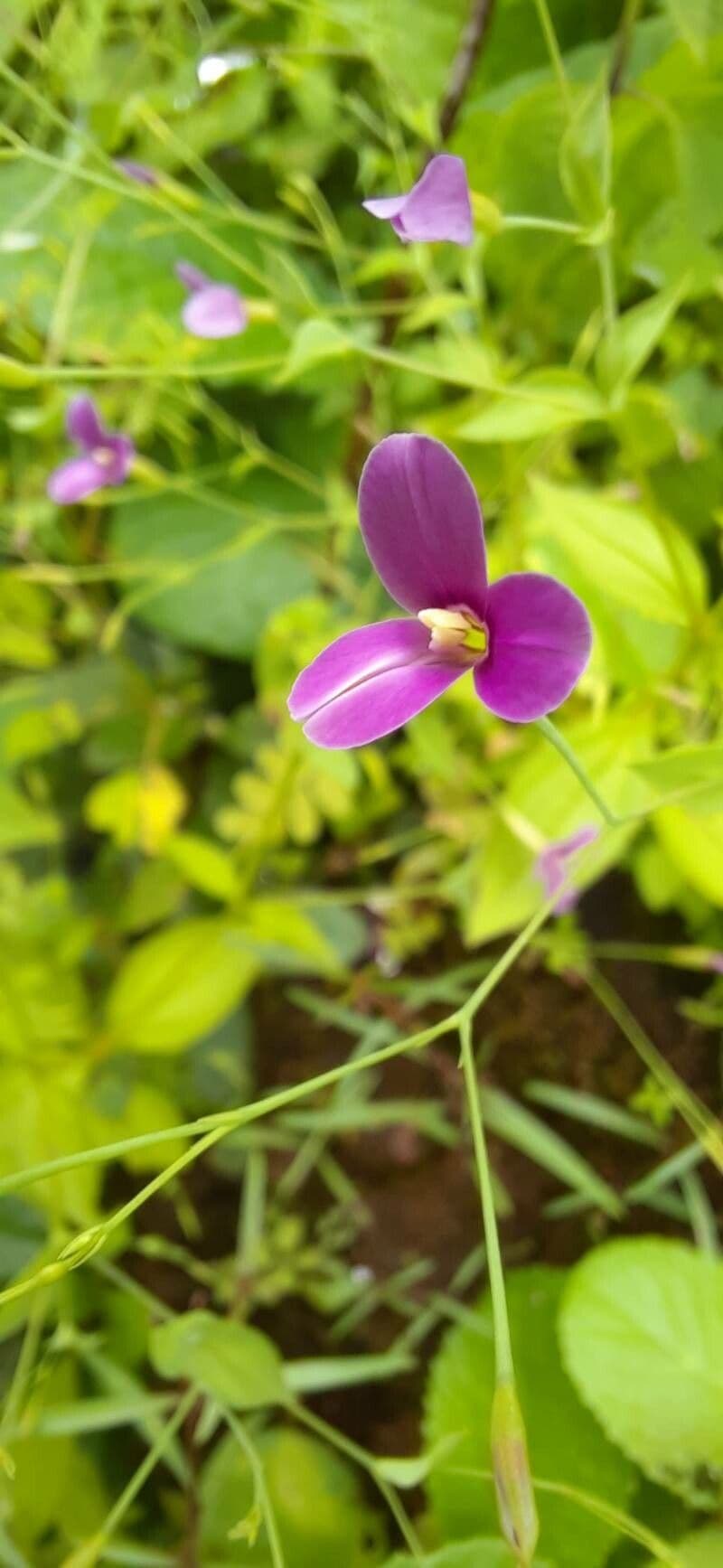 Canscora