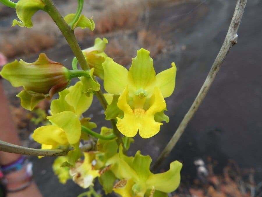 Andrsova orchidea 4