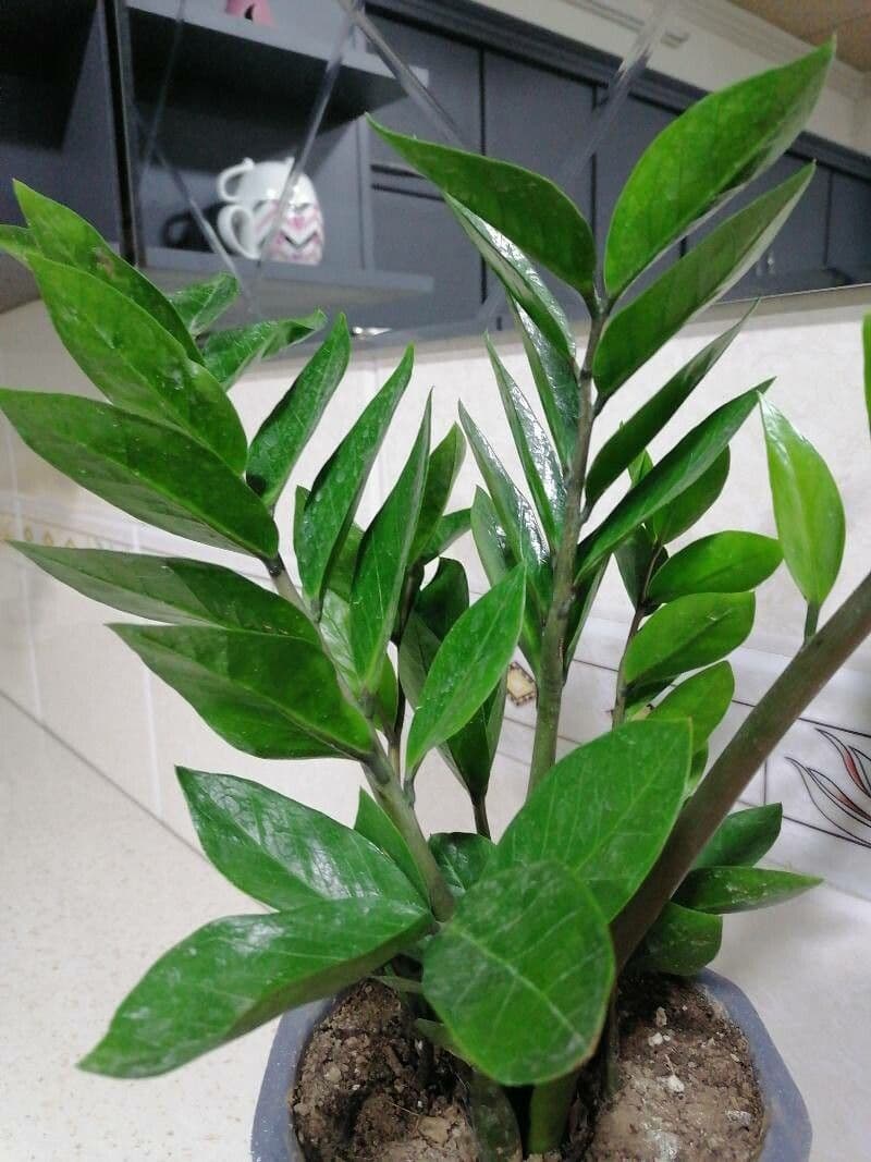 Pianta di ZZ 4