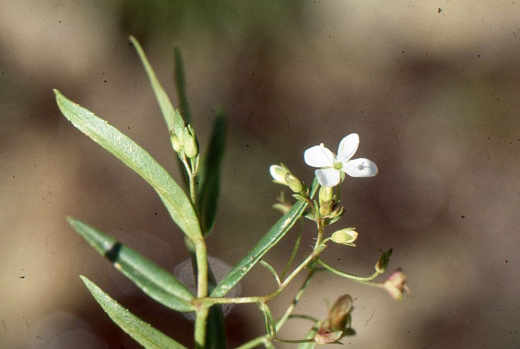 Veronica scudata 17
