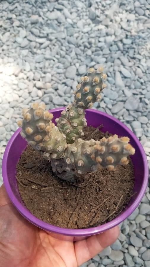 Tephrocactus 8