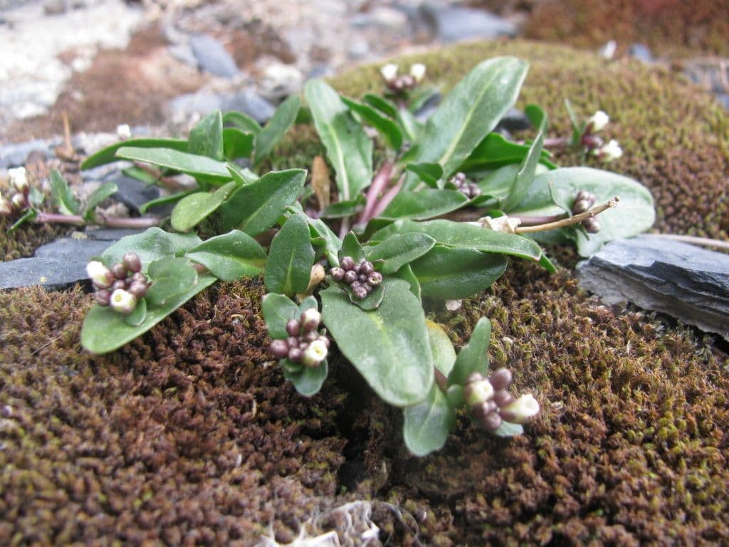Weberbauera
