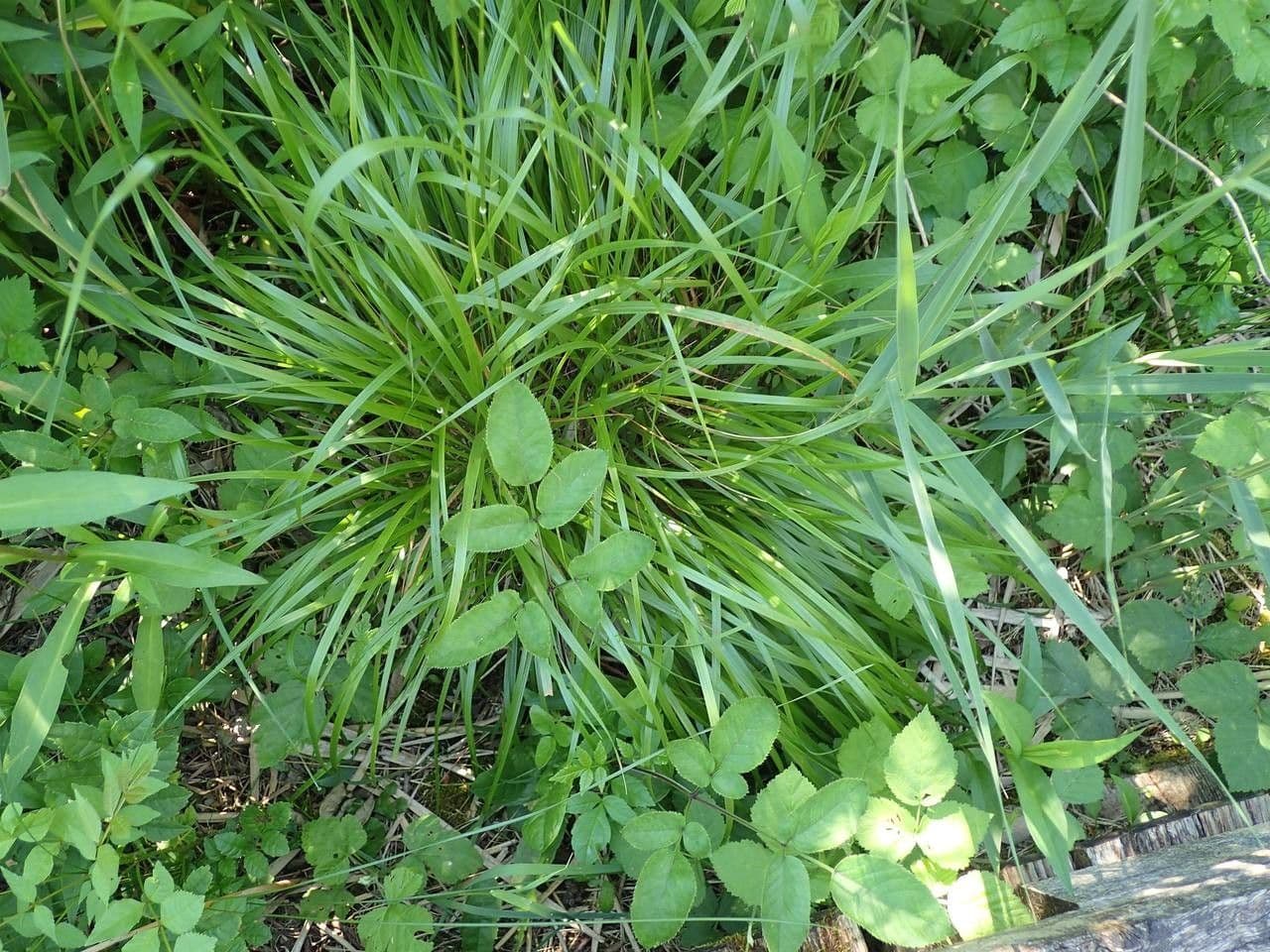 Brachypode penné 12