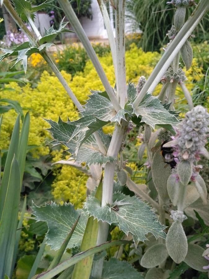 Panicaut géant 21