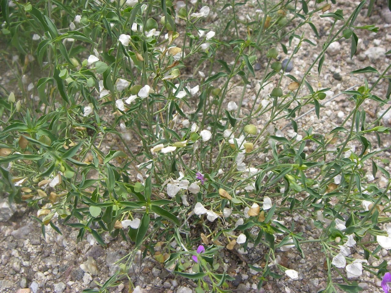 Dicliptera resupinata 7