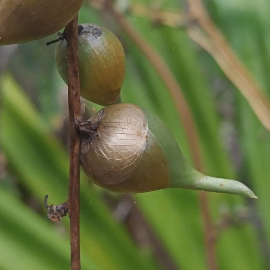 Furcraea 2