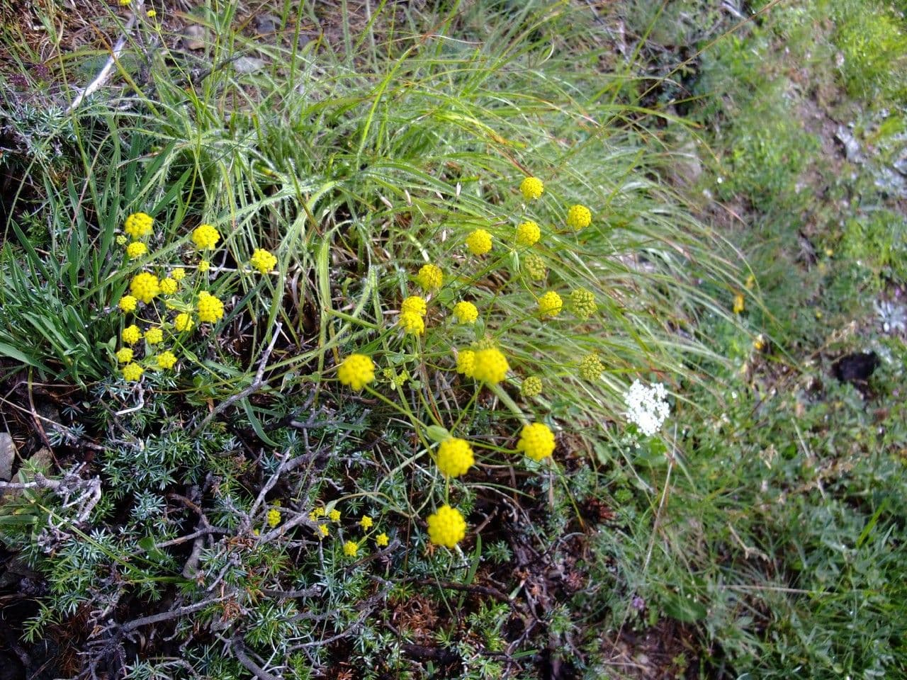 Bupleuro ranuncoloide 10