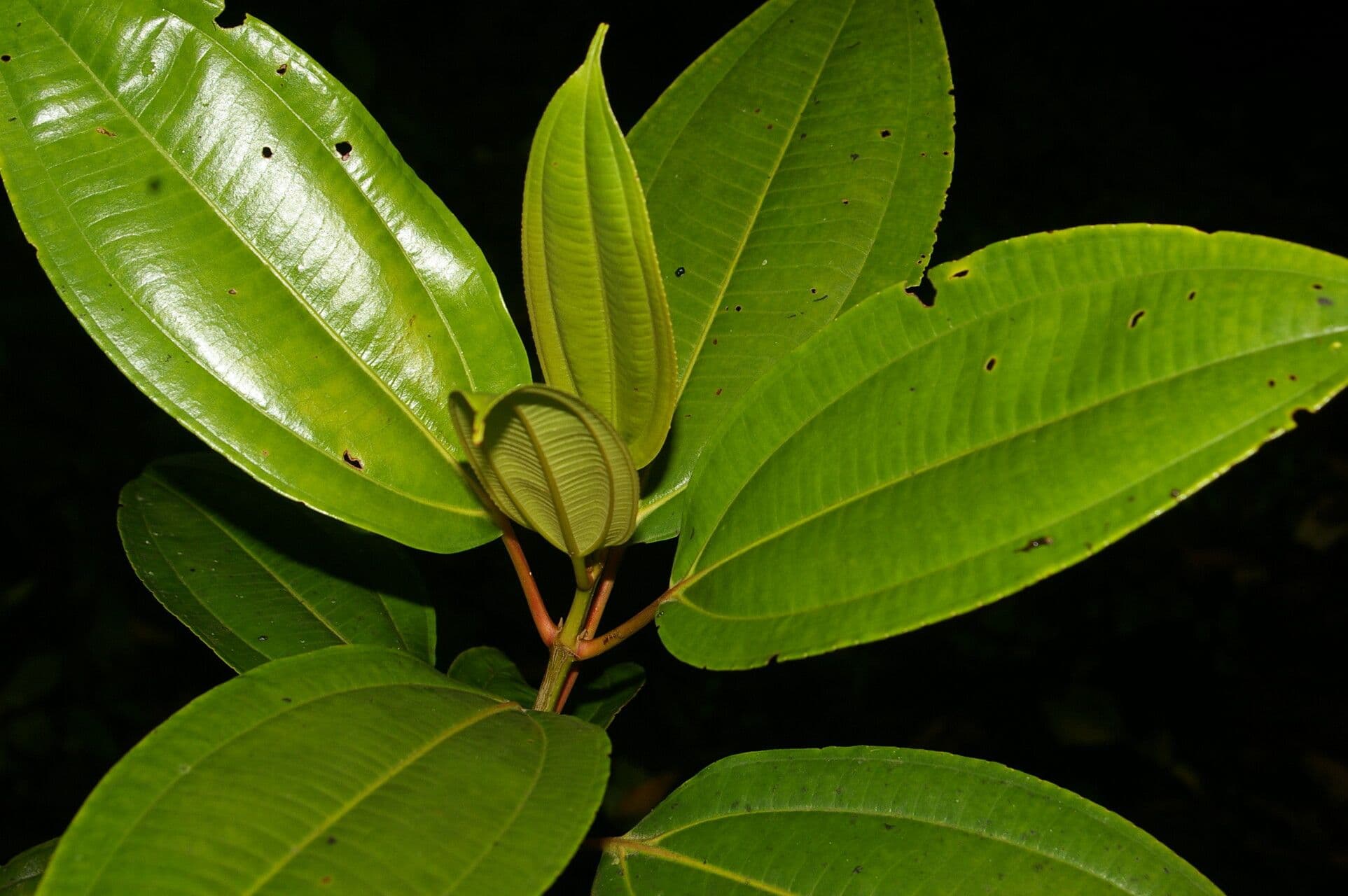 Miconia 10