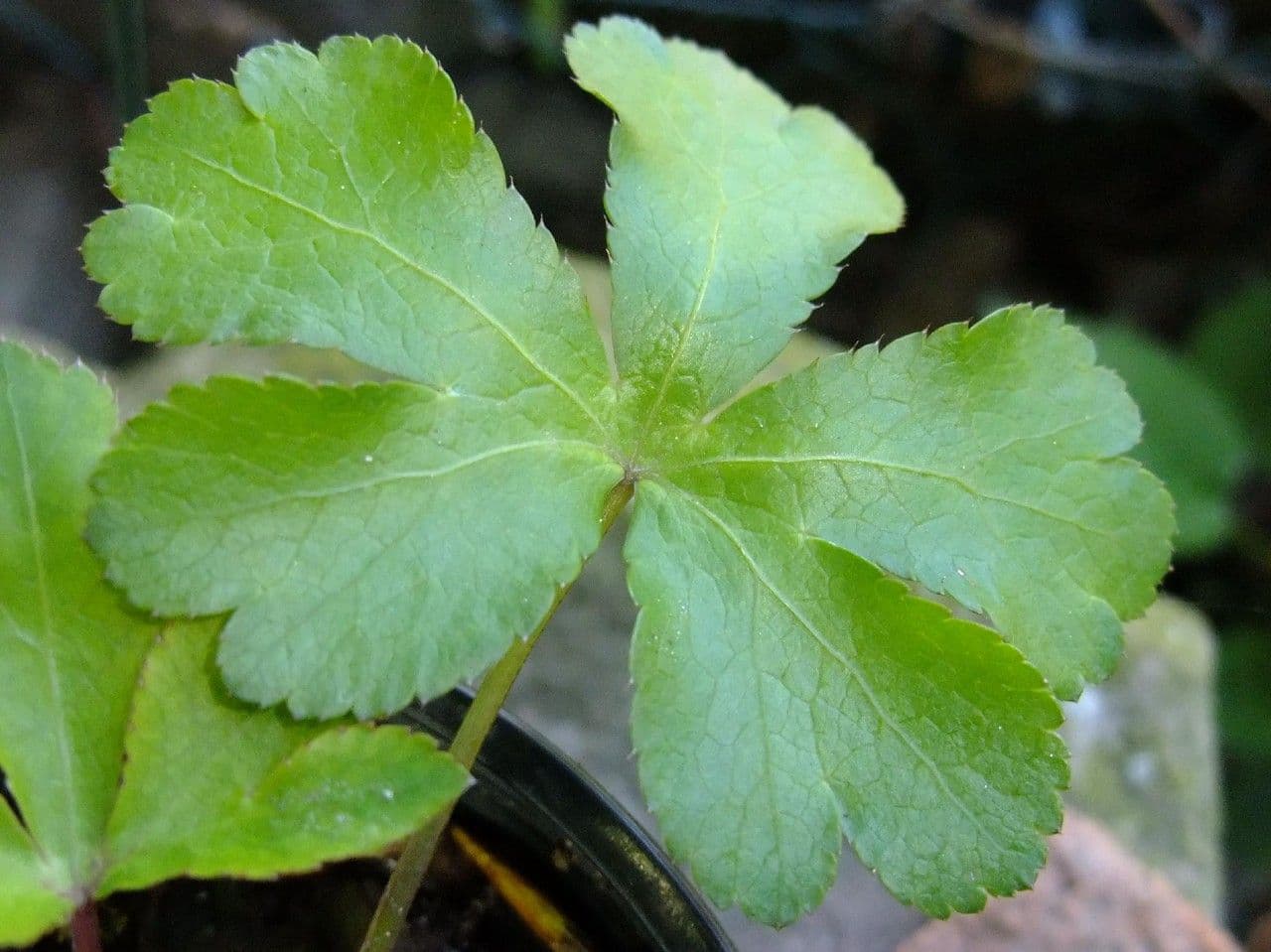 Sanikula 11