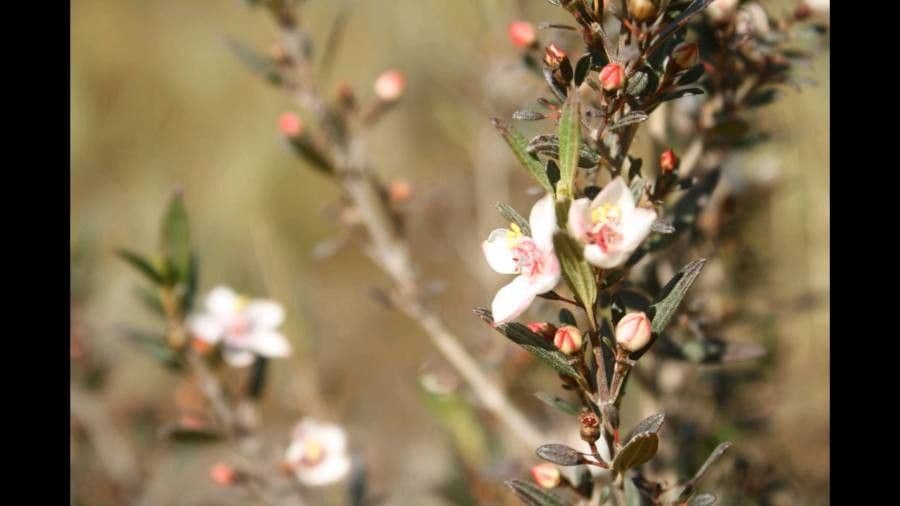 Microlicia parviflora 4