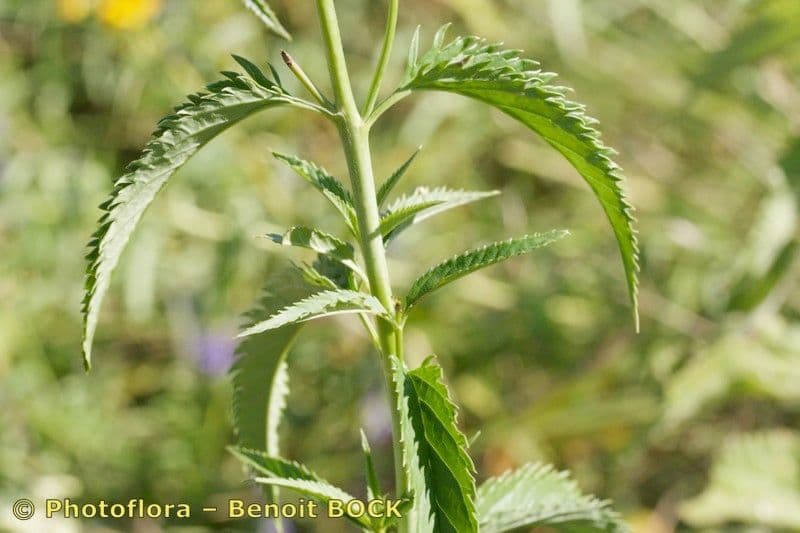 Verónica de hoja larga 27