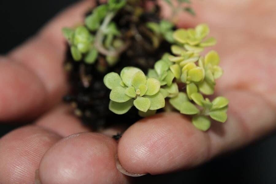 Sedum ternato 16