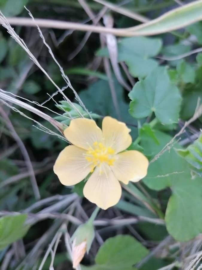 Abutilon 8