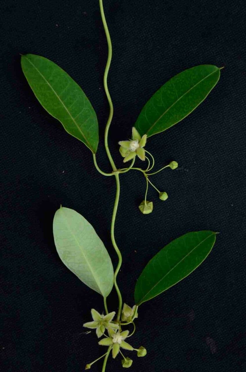Blepharodon bicuspidatum 2