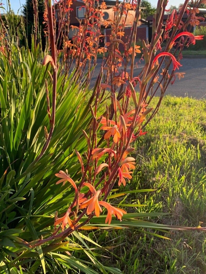 Watsonia meriana 18