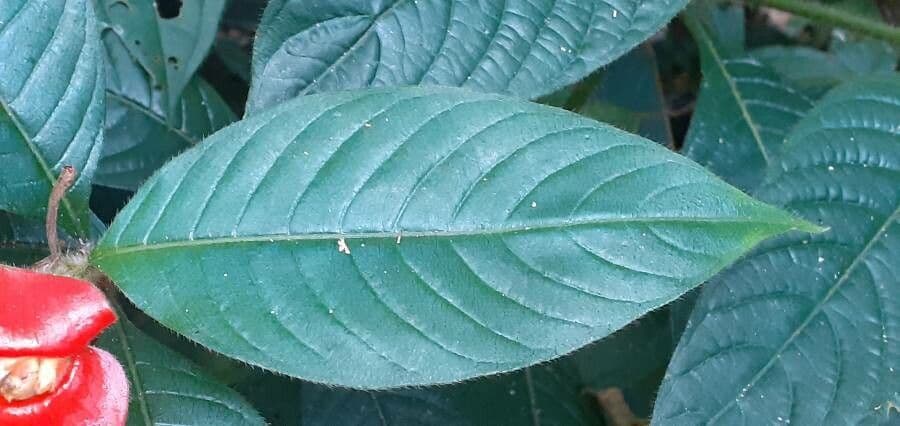 Palicourea tomentosa 12