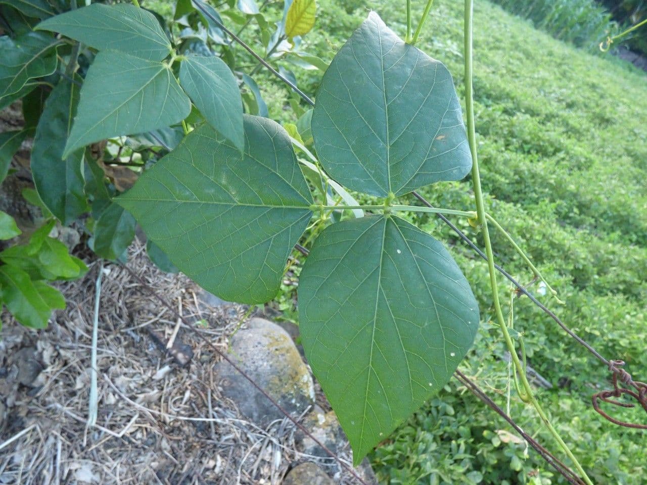Psophocarpus štvoruholníkový 19