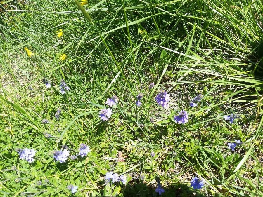 Veronica prostrata 18