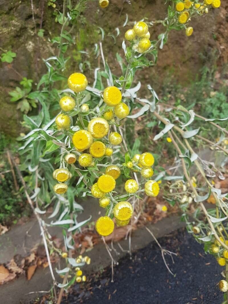 Stinkende Strohblume 4