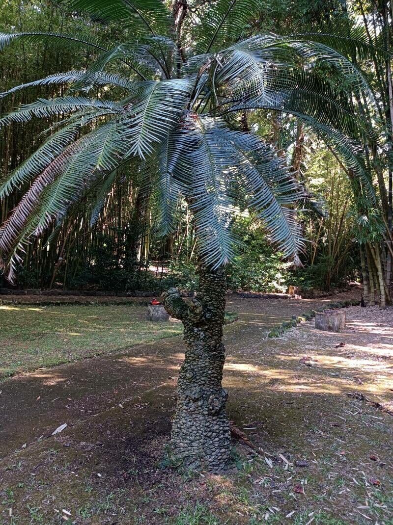 Lepidozamia 2