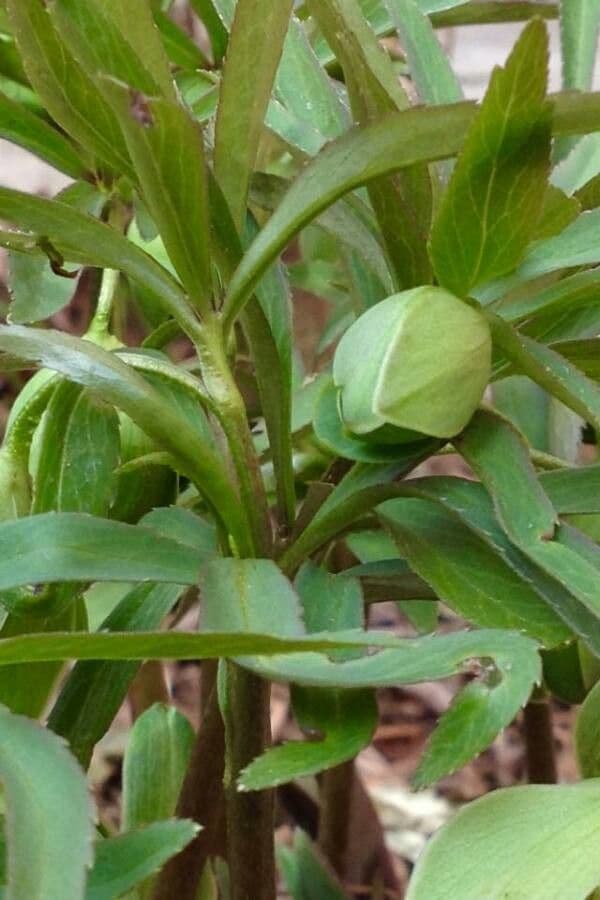 Elleboro verde 4