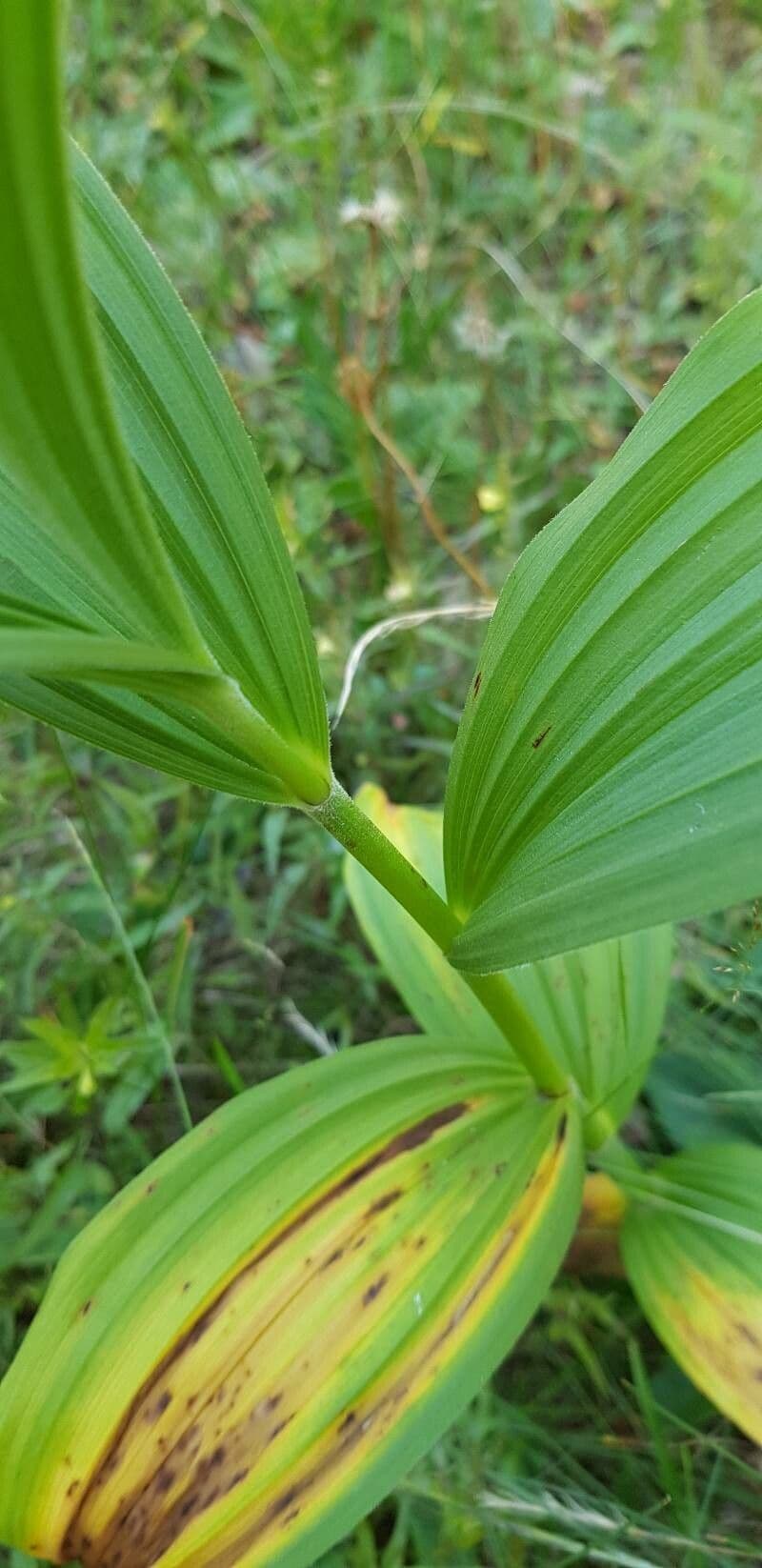 Vedegambre blanco 24