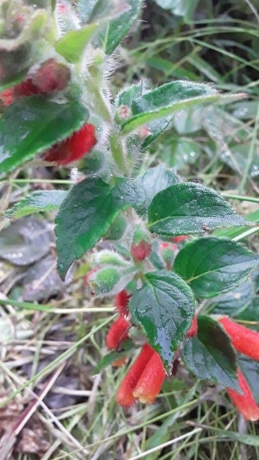 Kohleria 10