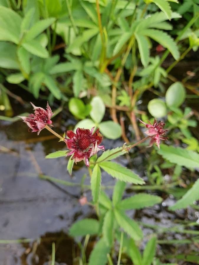 Cinquefoglie delle paludi 10