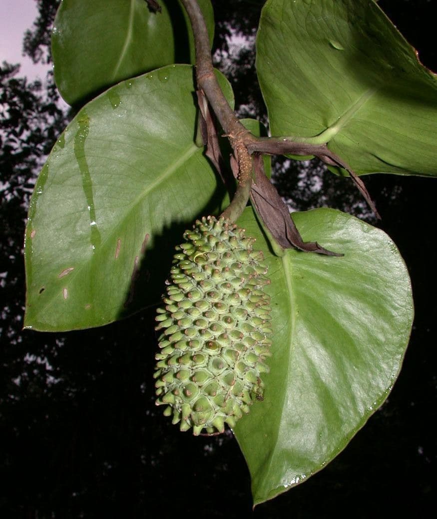 Monstera 12