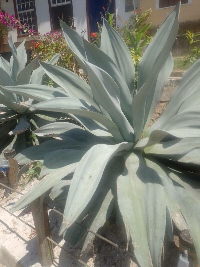Weber-Agave 4