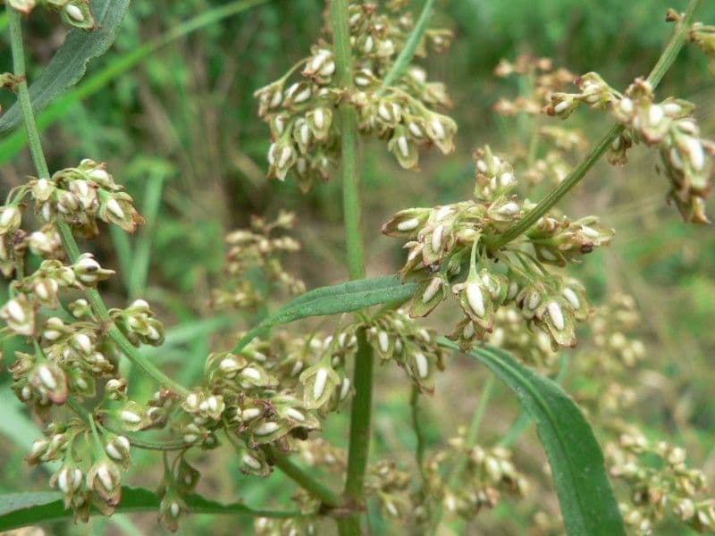 Fluss-Ampfer 7