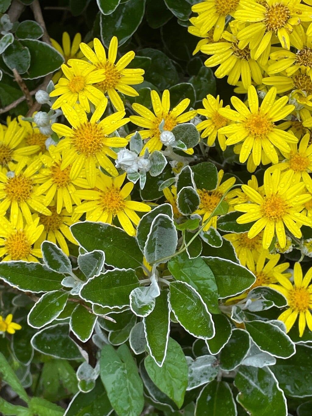 Brachyglottis 15