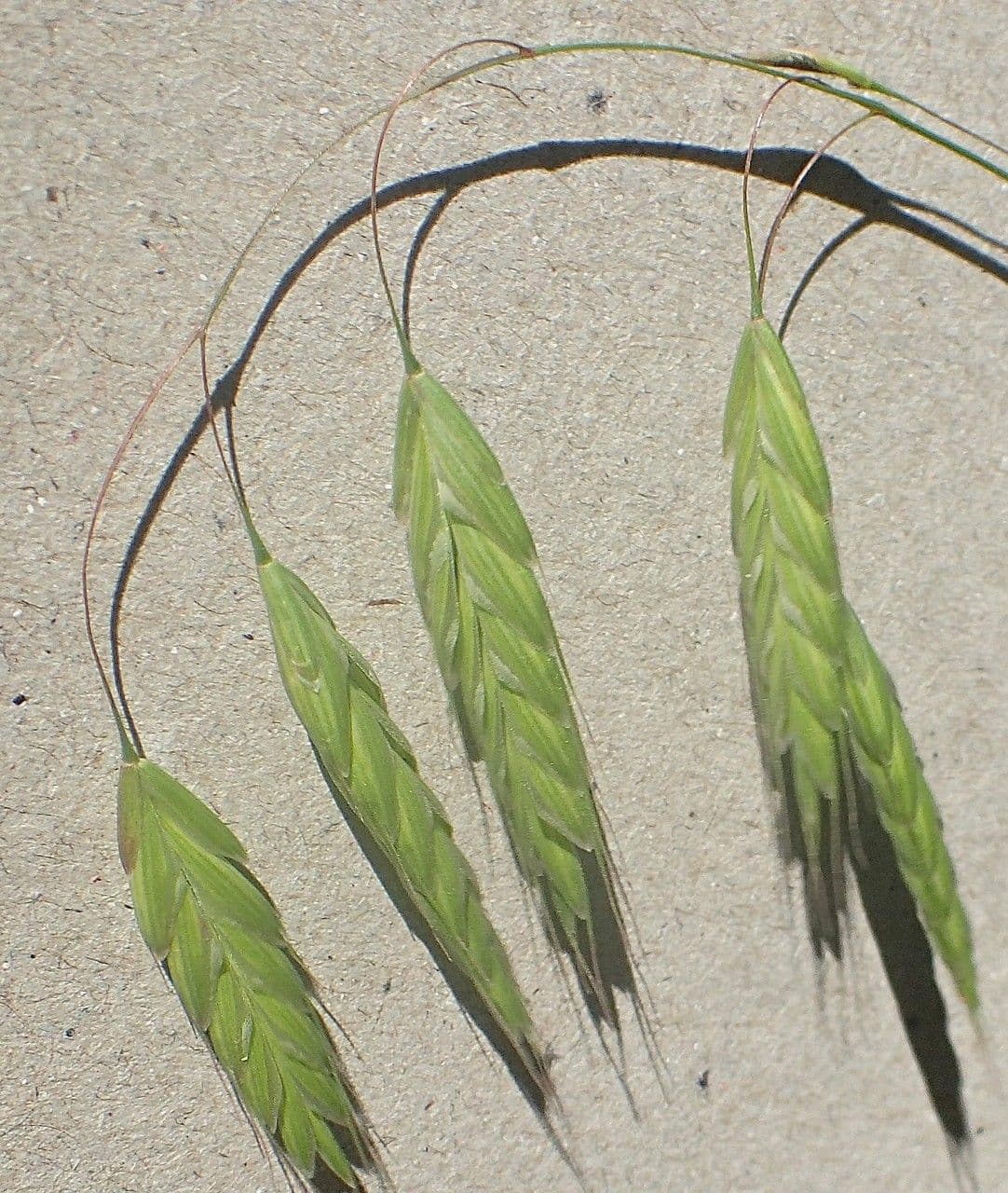 Bromus squarrosus 19