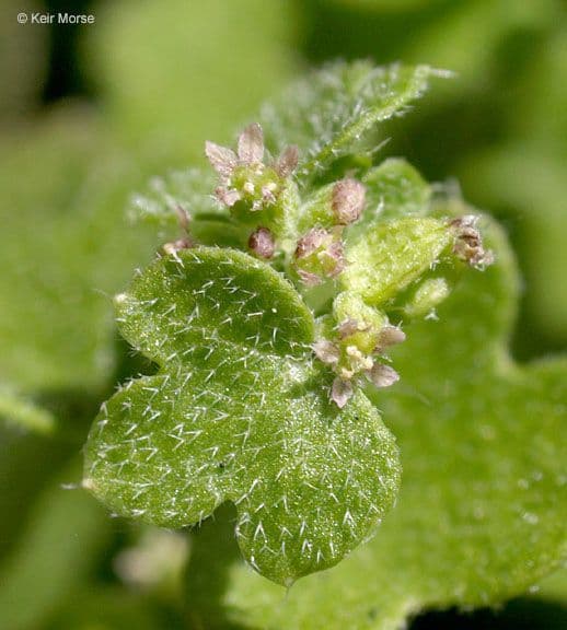 Graue Bowlesia 6