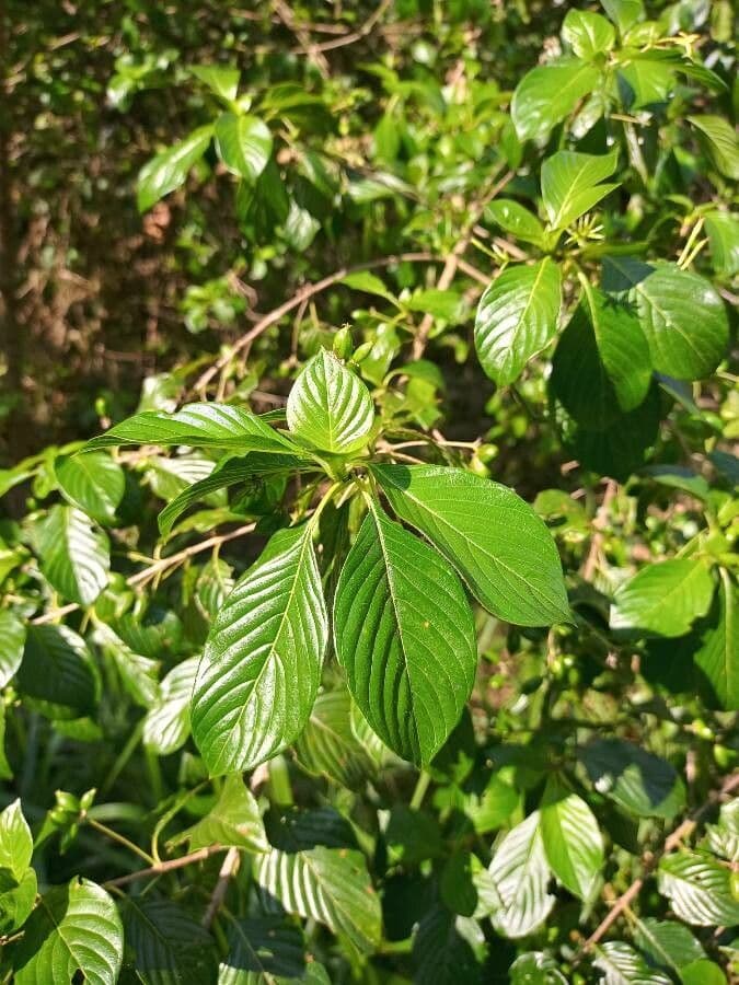 Chomelia spinosa 7