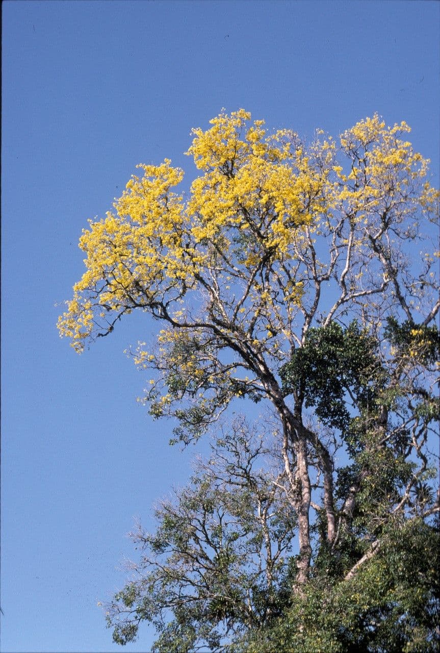 Handroanthus