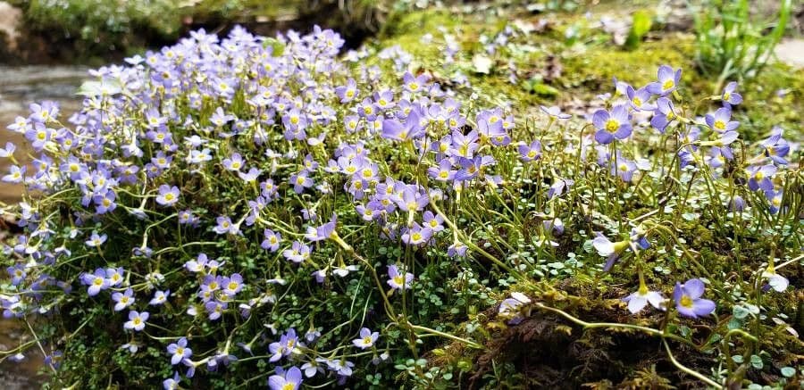 Houstonia serpyllifolia 5