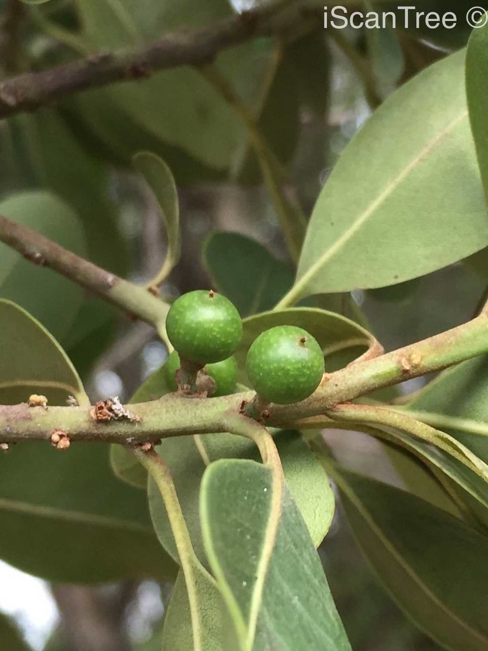 Manilkara 3