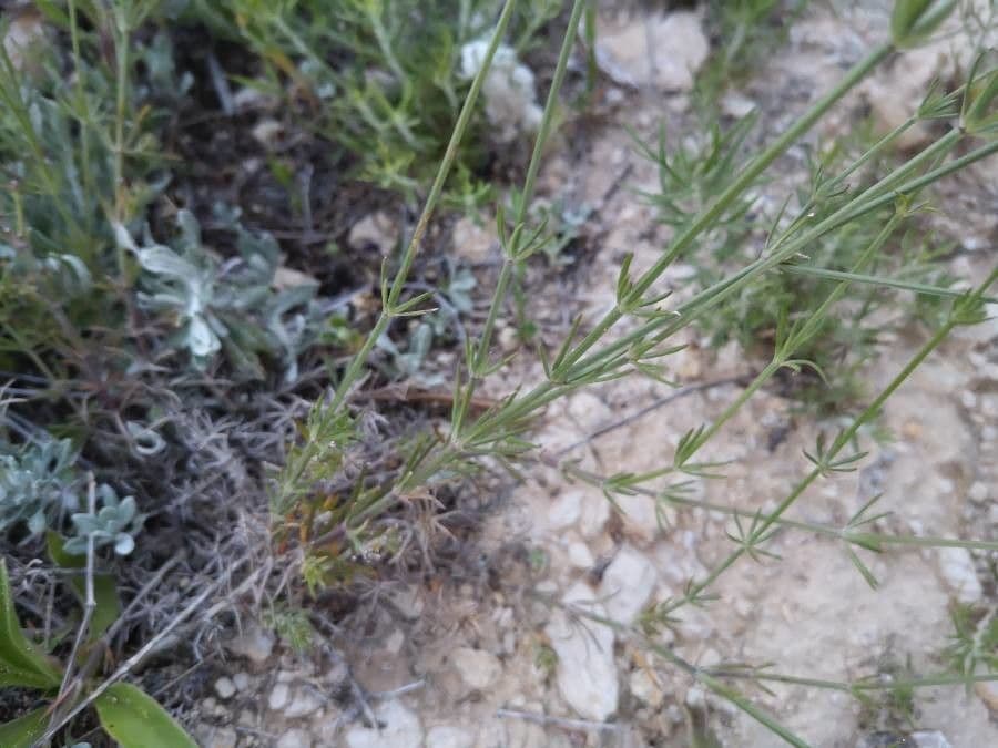 Asperula aristata 16