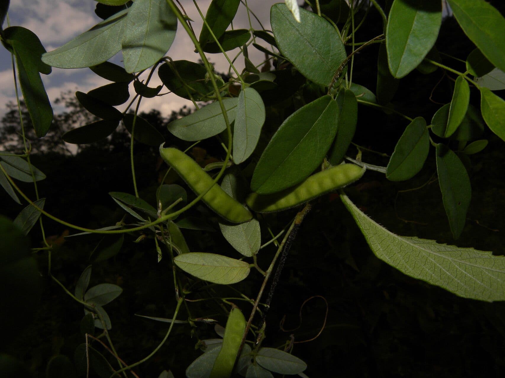 Galactia striata 13
