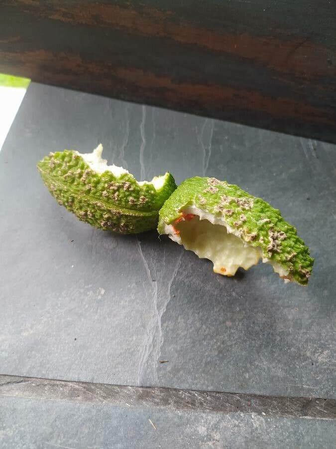Tabernaemontana 2