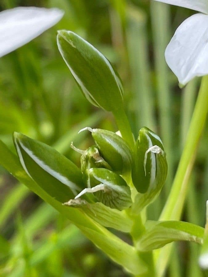 Ornithogale branchu 5