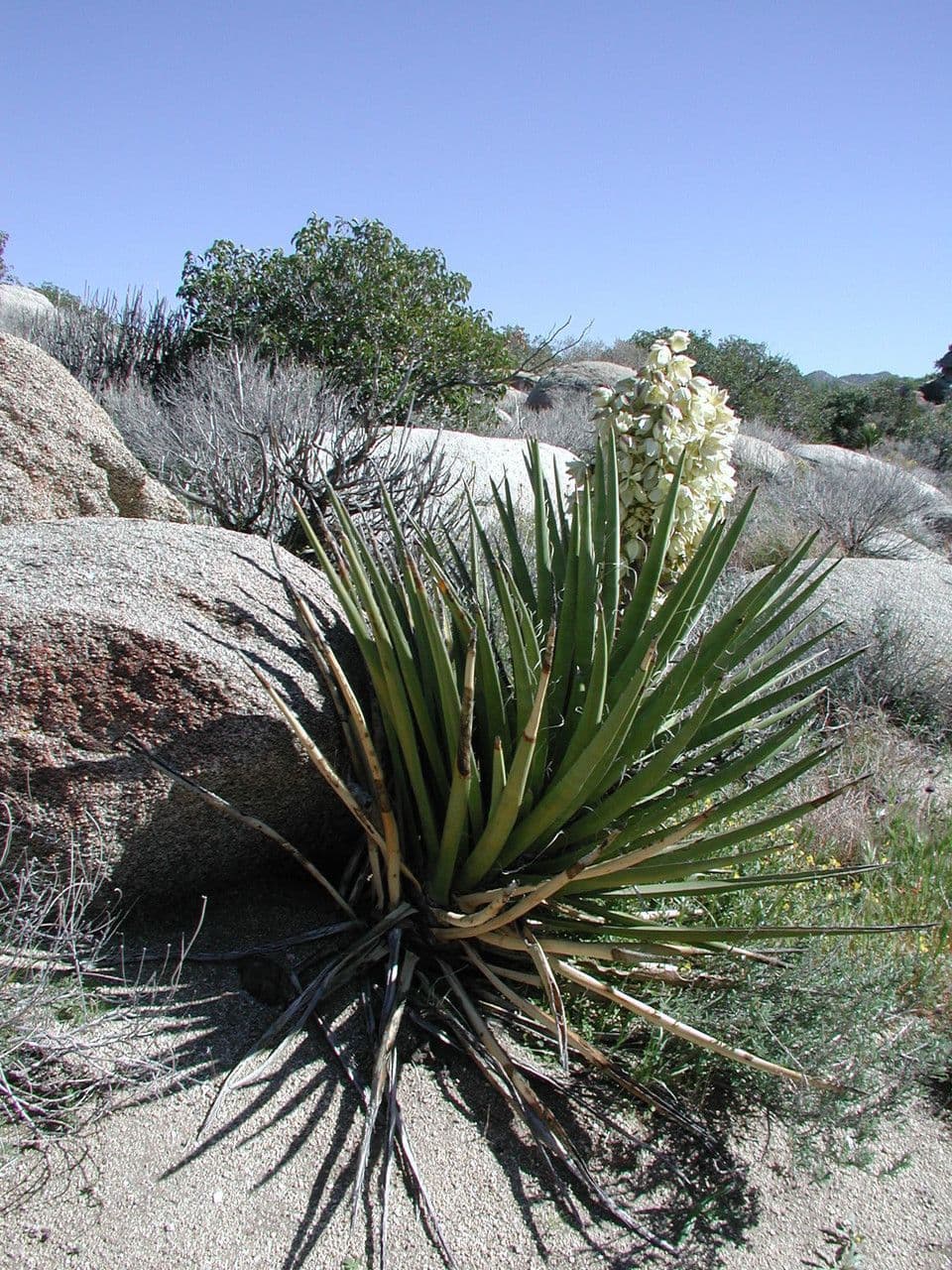 Yuca schidigera 9