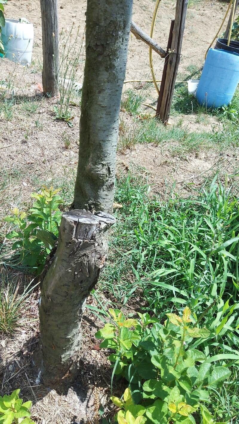 Commiphora 20