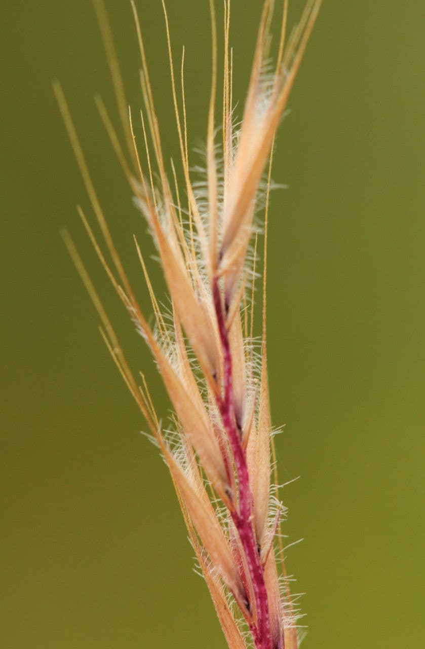 Vulpia ciliata 17