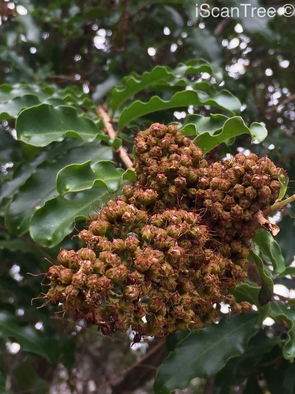 Galpinia 4